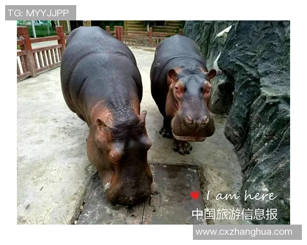 《足球周刊送球星卡大礼包 邀你一起畅享绿茵传奇时刻》